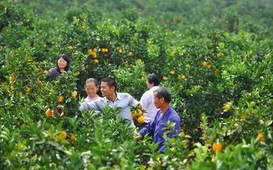 橙香滿山，富澤一方——贛南臍橙如何托起一個村莊的致富夢